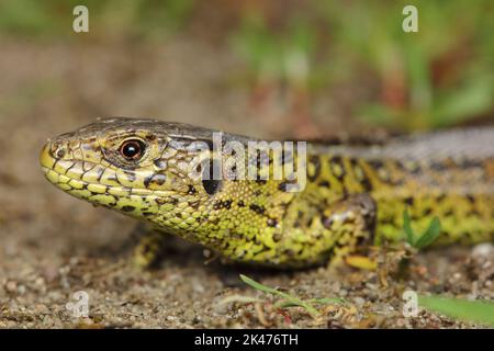 Die Sandeidechse (Lacerta agilis) Männchen in einem natürlichen Lebensraum Stockfoto