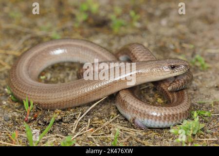 Der langsame Wurm, Taube Adder, ein langsamwüchiger, blindworm, langkrüppeliger (Anguis fragilis) Mann in einem natürlichen Lebensraum Stockfoto