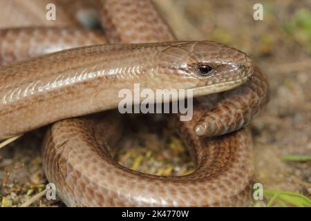 Der langsame Wurm, Taube Adder, ein langsamwüchiger, blindworm, langbrüchiger (Anguis fragilis) Mann in einem natürlichen Lebensraum - Kopfdetail Stockfoto