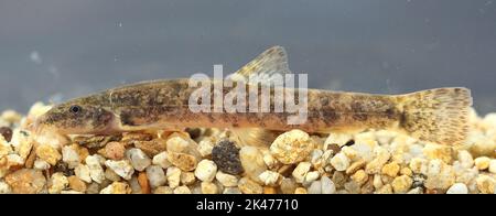 Der Steinlauch (Barbatula barbatula) in einem natürlichen Unterwasserlebensraum Stockfoto