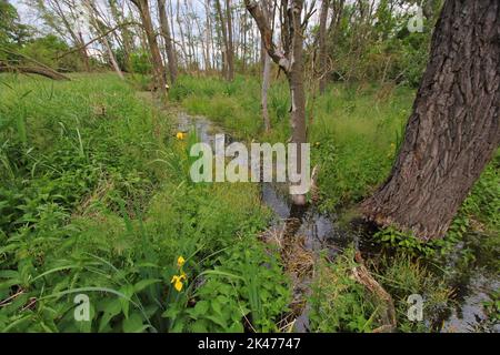Kleiner Graben im Frühlingswald mit blühenden Iris (Tschechien) Stockfoto