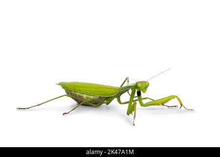 Grüne europäische Gottesanbeterin, stehende Seitenwege. Blick auf die Kamera. Isoliert auf weißem Hintergrund. Stockfoto