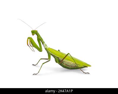 Grüne europäische Gottesanbeterin, stehende Seitenwege. Blick auf die Kamera. Isoliert auf weißem Hintergrund. Die Vorderbeine sind hoch oben. Stockfoto