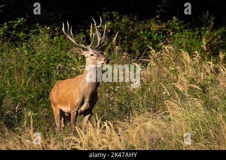 Rotwild, der im dichten Busch im Herbstsonnenlicht steht Stockfoto