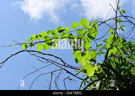 Die Ansicht eines herzblättrigen Mondakens oder einer Rasakinda-Rebe (Tinospora Cordifolia), die auf Stielen von toten Bäumen unter dem blauen Himmel wächst, ist aus einem niedrigen Winkel zu sehen. Stockfoto