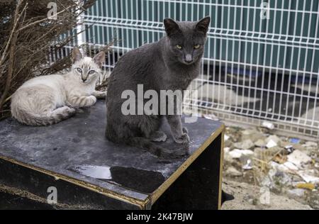 Detail der exotischen Katze schwer zu finden, Haustier mit Stammbaum Stockfoto