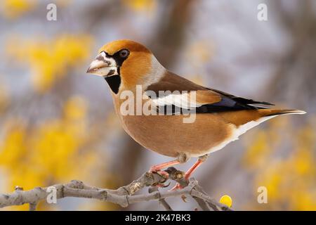 Hagefinch sitzt auf Zweig im Wald in Farbe Herbst Stockfoto