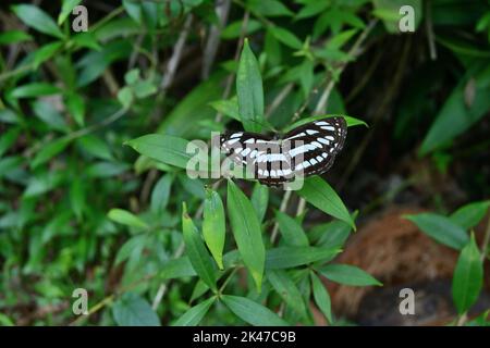 Ein gewöhnlicher Seemannschmetterling breitet seine Flügel parallel aus, während er auf einem wilden Blatt sitzt, und enthüllt die dorsale Ansicht des Flügels Stockfoto