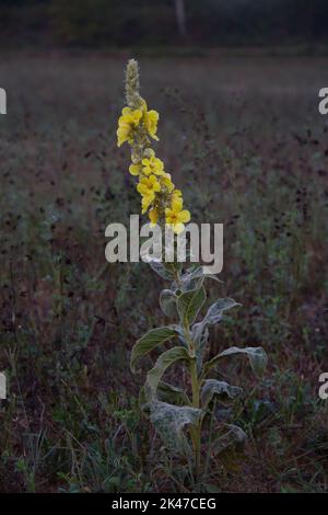 Gelbe Blume, Densflower Königskerze, in der Morgendämmerung in einem dunklen Feld glühend Stockfoto