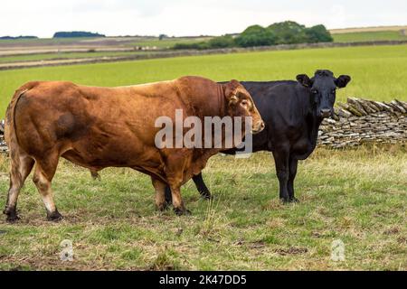 Nahaufnahme eines großen, kräftigen Limousin-Bullen nach einer schwarzen Aberdeen Angus-Kuh oder Färse in der Landschaft von Yorkshire. Platz für Kopie. Hori Stockfoto