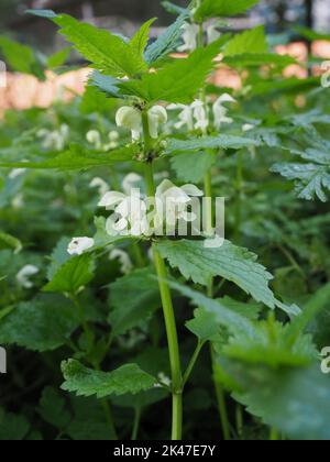 Lamium Album, gemeinhin als weiße Brennnesselpflanze oder weiße tote Nesselpflanze und Blumen bezeichnet Stockfoto