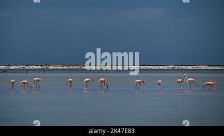 Eine Herde Flamingos im seichten Wasser, die kleine Garnelen im rio lagartos Wildschutzgebiet fressen. Die Garnelen werden ihnen ihr markantes Pink geben. Stockfoto