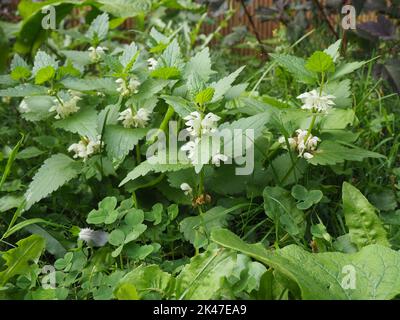 Lamium Album, gemeinhin als weiße Brennnesselpflanze oder weiße tote Nesselpflanze und Blumen bezeichnet Stockfoto