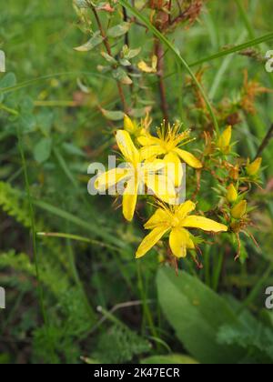 St. Johanniskraut und Blumen Stockfoto