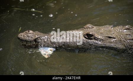 Ein mexikanisches Salzwasser-Krokodil mit Fisch im Mund. Touristen-Betreiber füttern diese in rio lagartos Wildlife Refugium und Schutzgebiet. Stockfoto