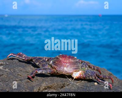 Tote Krabbe blickt von einem Felsen aus auf das Meer Stockfoto