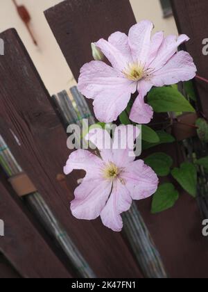 Clematis Blumen zwischen den Planken eines Zauns Stockfoto