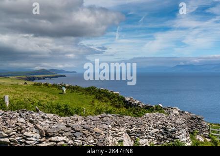 Landschaft mit einem eineinigen Schaf, das auf den Küstenklippen der Halbinsel Dingle grast, mit traditioneller Trockensteinmauer im Vordergrund Stockfoto