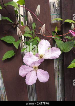 Clematis Blumen zwischen den Planken eines Zauns Stockfoto