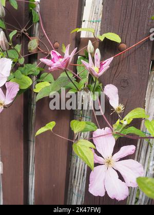 Clematis Blumen zwischen den Planken eines Zauns Stockfoto