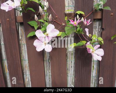 Clematis Blumen zwischen den Planken eines Zauns Stockfoto