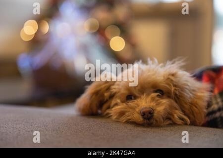 Niedlichen Welpen roten Spielzeug Pudel unter Decke am Weihnachtstag Stockfoto