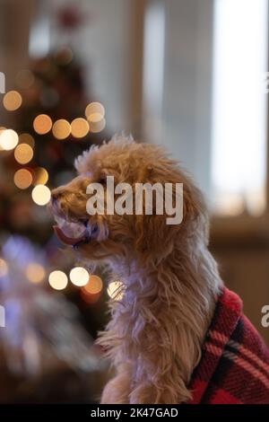 Niedlichen Welpen roten Spielzeug Pudel unter Decke am Weihnachtstag Stockfoto