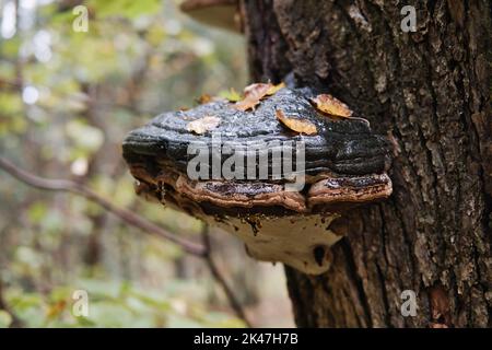 Riesiger Parasiten-Pilz auf dem Baumstamm. Zunder-Pilz auf dem Baum. Selektiver Fokus. Stockfoto