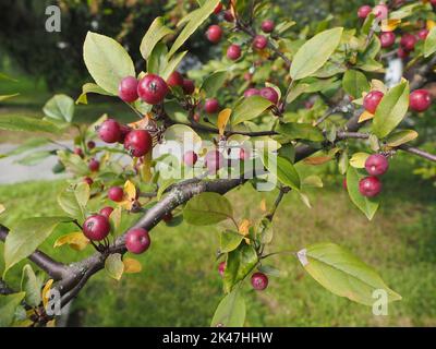 Winzige rote Krabbenäpfel auf dem Baum. Zierelement in einem öffentlichen Stadtpark. Krabbenäpfel sind Futter für die Tiere und Vögel. Stockfoto