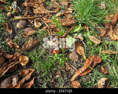 Die glänzende Kastanie fiel zwischen Laub und Gras auf den Boden Stockfoto