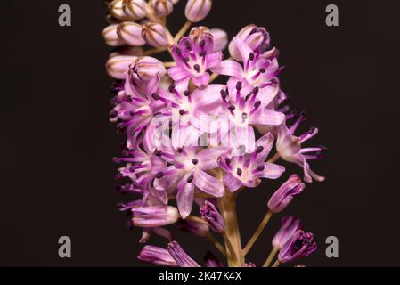 Prospero autumnalis, prospero autunnale, Scilla Stockfoto