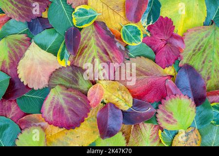 Kreatives Layout aus getrockneten Blättern im Herbst über die gesamte Oberfläche. Flach liegend. Herbst Natur verlässt Konzept. Ideal für den Hintergrund. Stockfoto