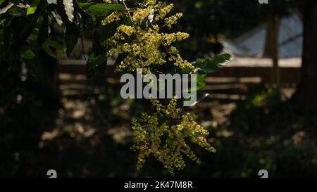 Der Baum ist mit Mangoknospen bedeckt. Nahaufnahme der Mangoknospe. Kann als schöner Hintergrund verwendet werden. Stockfoto