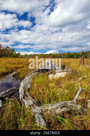 Hagen Run, ein Nebenfluss der Lehigh und Delaware Flüsse, fließt durch verlassene Biberteichwiesen im Pinchot State Forest in Pennsylvania Stockfoto