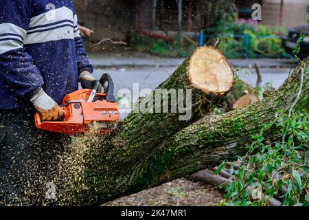 Als Folge eines Hurrikans sägte ein Arbeiter mit einer Kettensäge und stürzte Bäume auf den Asphalt Stockfoto