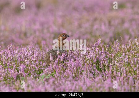 Rothuhn-Männchen in natürlichem grousemoor-Lebensraum mit blühender violetter Heide, nach rechts zeigend. Yorkshire Dales, Großbritannien. Wissenschaftlicher Name: Lagopus Lagopus. Ho Stockfoto