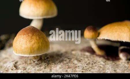 Nahaufnahme Makro magische Pilze golden Lehrer cubensis psilocybin psilocin Stockfoto