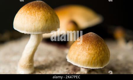 Nahaufnahme Makro magische Pilze golden Lehrer cubensis psilocybin psilocin Stockfoto