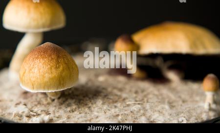 Nahaufnahme Makro magische Pilze golden Lehrer cubensis psilocybin psilocin Stockfoto