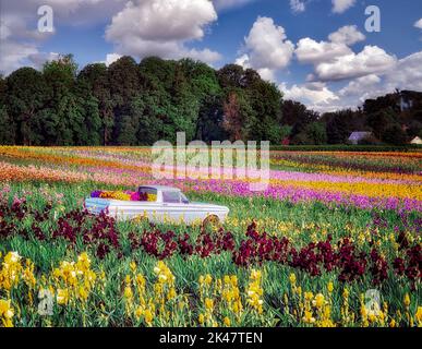 Fahrzeug, das Iris von Cooley's Farm sammelt. Oregon. Stockfoto