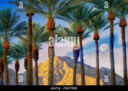 Palmen mit Mond, Sunrise und Santa Rosa Mountains, Kalifornien Stockfoto