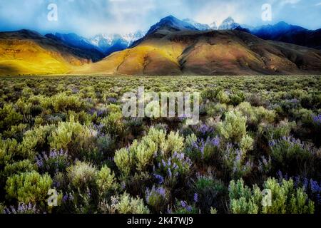 Die Sonne erreichte durch auf Steens Mountain mit lupine Wildblumen. Oregon Stockfoto