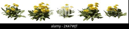 Set von Unkräutern Büsche isoliert auf weiß. Dandelion. Taraxacum officinale. 3D Abbildung Stockfoto