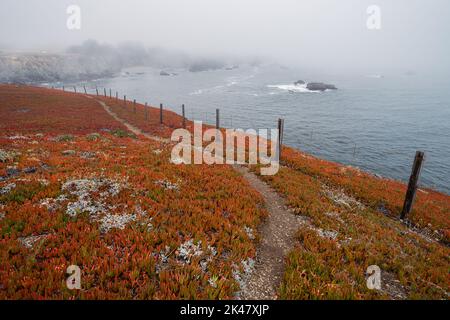 Eispflanzen wachsen an einem nebligen Sommertag in Kalifornien an der Küste der Bodega Bay Stockfoto