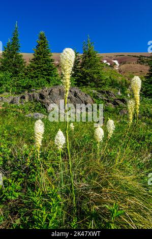 Ein kleiner Bärengrasklumpen (Xerophyllum tenax), der an einem exponierten Berghang in den Rocky Mountins im Süden Albertas wächst Stockfoto