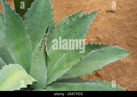 Tobala Agave in Oaxaca, Basis des traditionellen Mezcal-Getränks Stockfoto