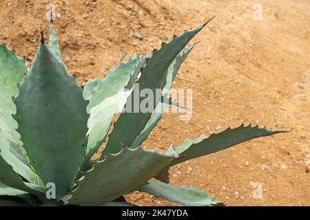 Tobala Agave in Oaxaca, Basis des traditionellen Mezcal-Getränks Stockfoto