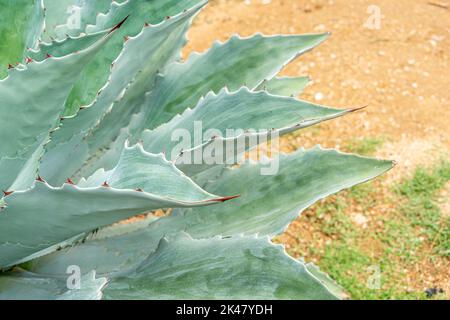 Tobala Agave in Oaxaca, Basis des traditionellen Mezcal-Getränks Stockfoto