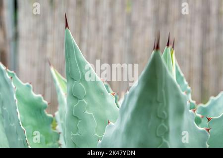 Tobala Agave in Oaxaca, Basis des traditionellen Mezcal-Getränks Stockfoto