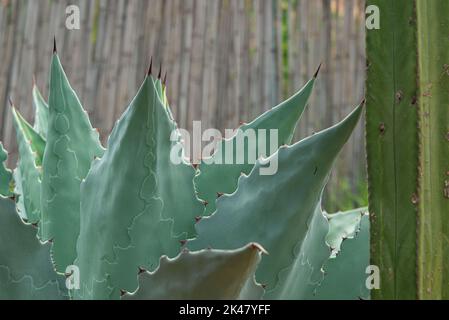 Tobala Agave in Oaxaca, Basis des traditionellen Mezcal-Getränks Stockfoto